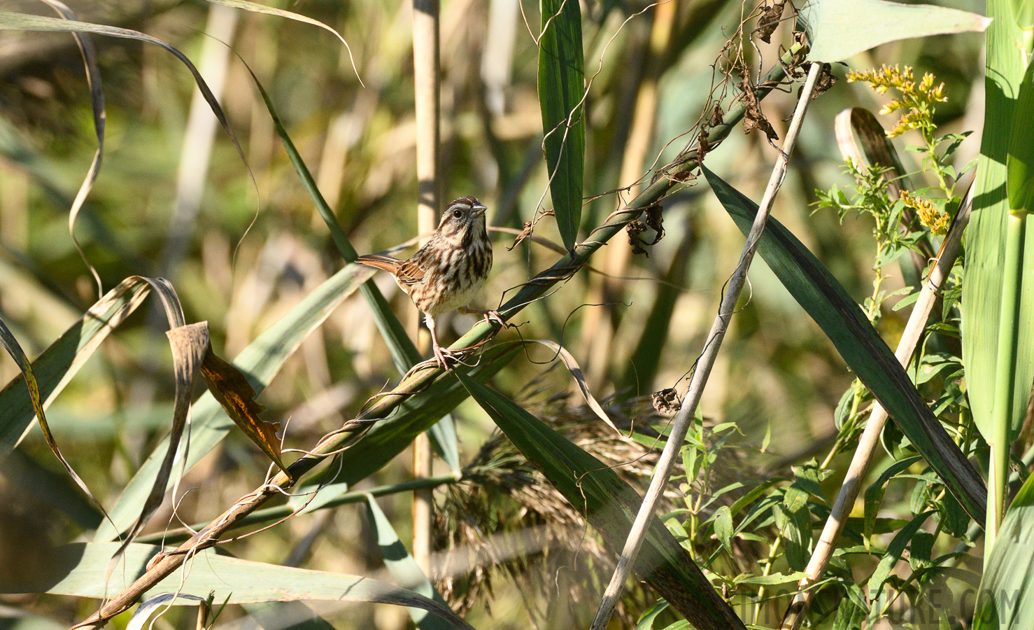 Melospiza melodia melodia [400 mm, 1/1250 Sek. bei f / 8.0, ISO 1600]